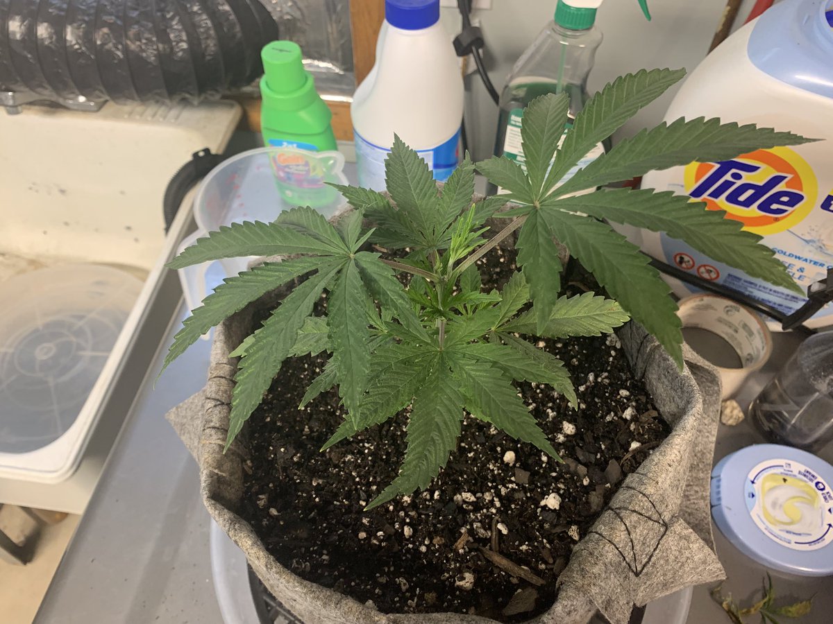 GrowsOhio's tweet photo. Let’s Grow Baby! The new autos will be amended and mineralized in the next 3 days or so. The big girls will be 🪓 on Valentine’s Day! The blue dream is rolling along!
.
#vivosun #marshydro #autoflower #photoperiod #organic #foxfarm #gaiagreenorganics #loyaltothesoil #cannafam https://t.co/Dxe6qCQq90