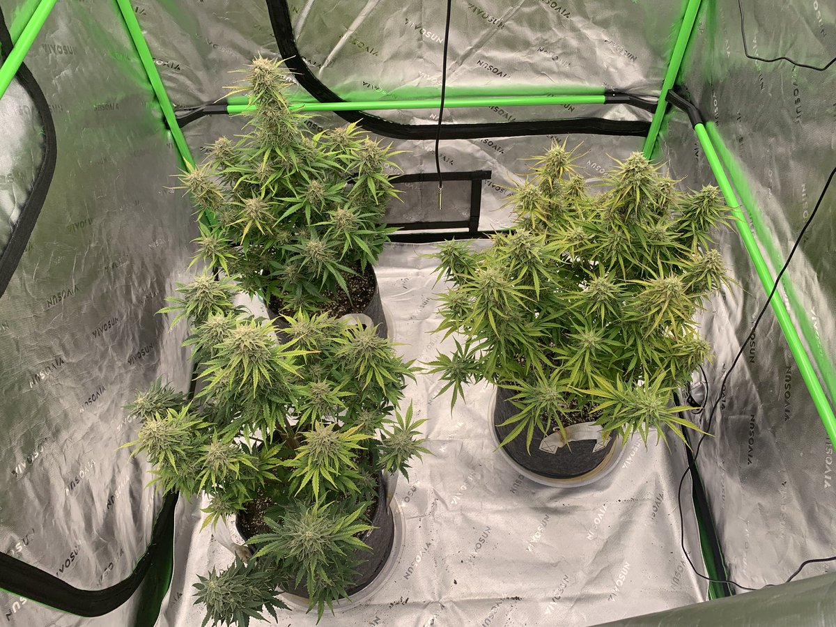 GrowsOhio's tweet photo. Let’s Grow Baby! The new autos will be amended and mineralized in the next 3 days or so. The big girls will be 🪓 on Valentine’s Day! The blue dream is rolling along!
.
#vivosun #marshydro #autoflower #photoperiod #organic #foxfarm #gaiagreenorganics #loyaltothesoil #cannafam https://t.co/Dxe6qCQq90