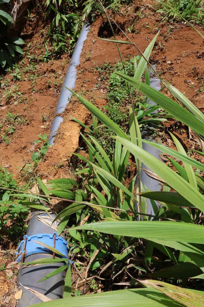 mugaa_eric's tweet photo. I have conducted an inspection of the damage on the Conveyance Infrastructure of Rwabura Irrigation Development Project in Gatundu Sub-County, Kiambu County. 

I have noted with great concern the damage caused by  landslides, which disrupted the delivery of water abstracted from Thiririka and Rwabura Rivers deep in Kinale Forest. 

To that end, I have directed the contractor to immediately remedy and rehabilitate the two systems to full working status as the project is still under Defects Liability Period. 

The project has an irrigation area of 1,500 acres and 3,000 members. 

The project initially commissioned by the President H.E @WilliamsRuto before the rains damage, included the construction of intake and sedimentation basins, as well as a conveyance system for Rwabura and Thiririka. 

This project will greatly contribute to the achievement of the bottom-up transformative agenda by increasing agricultural productivity, eradicating poverty and reducing unemployment.