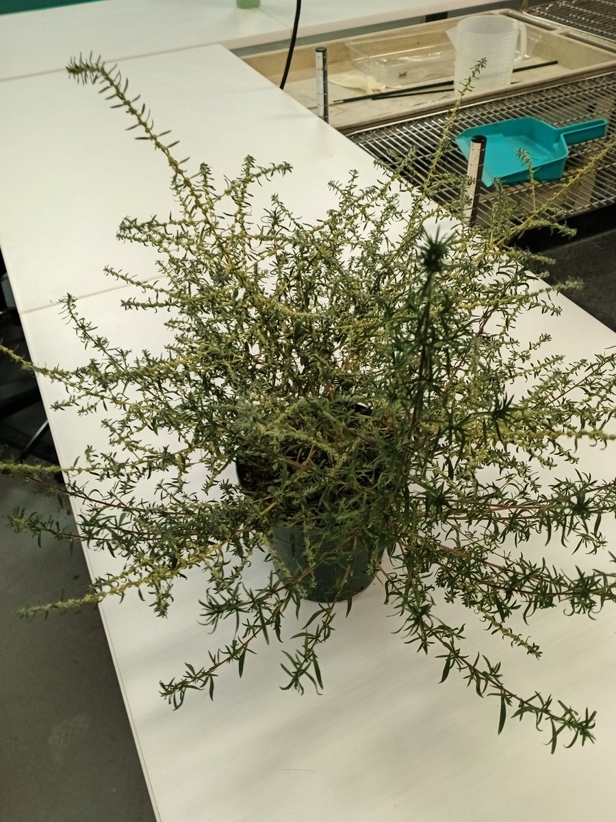 Shaun M. Sharpe tweet media