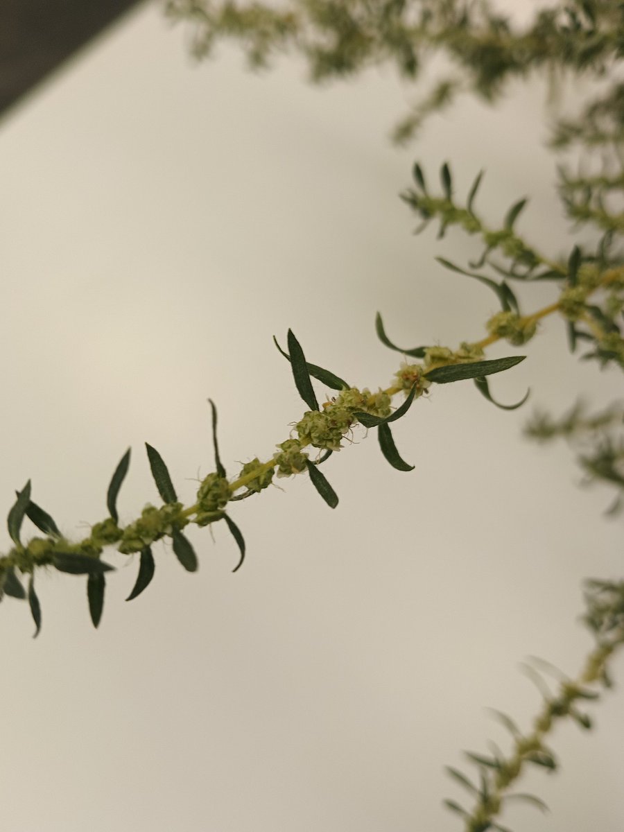 Shaun M. Sharpe tweet media