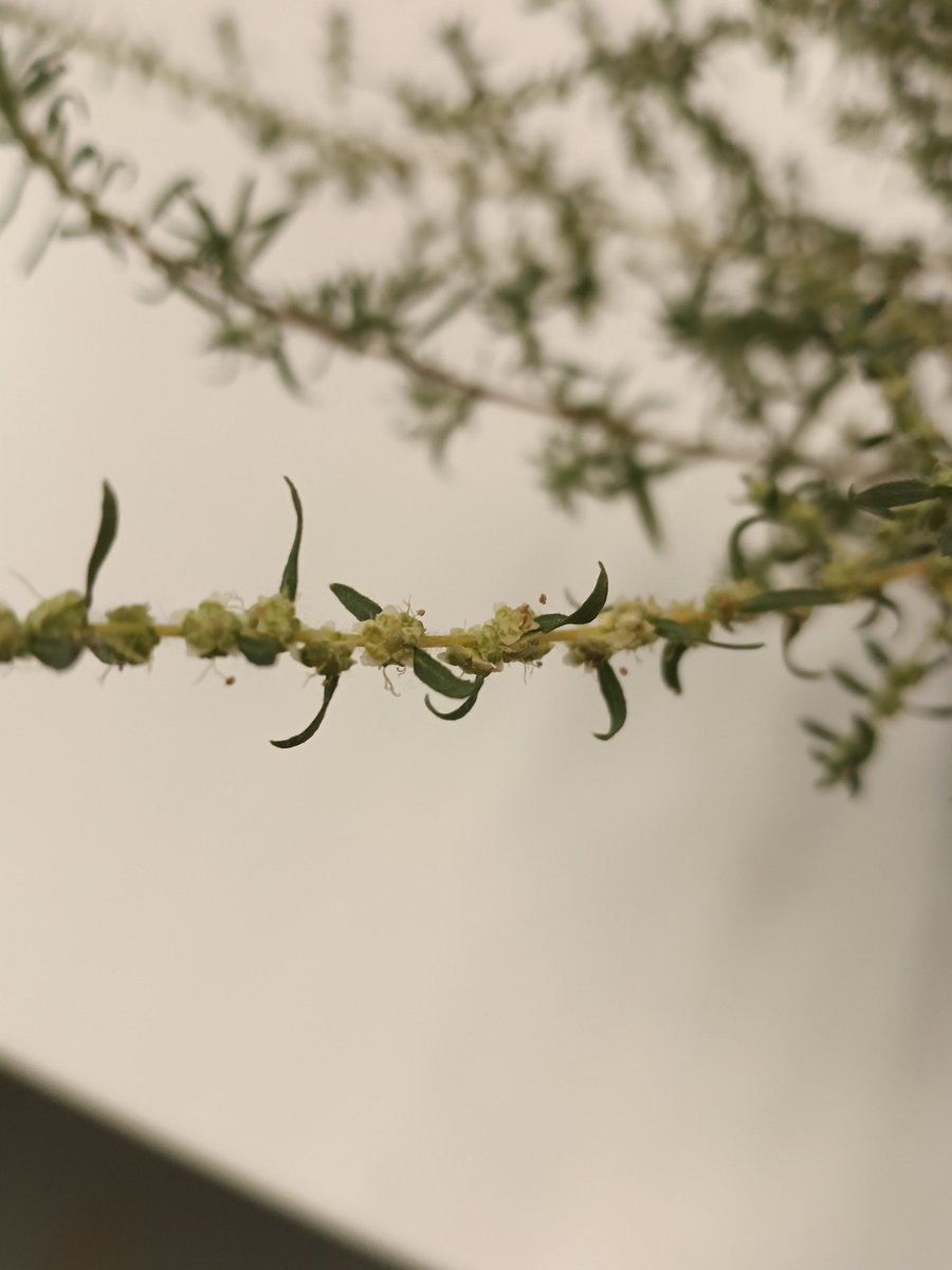 Shaun M. Sharpe tweet media