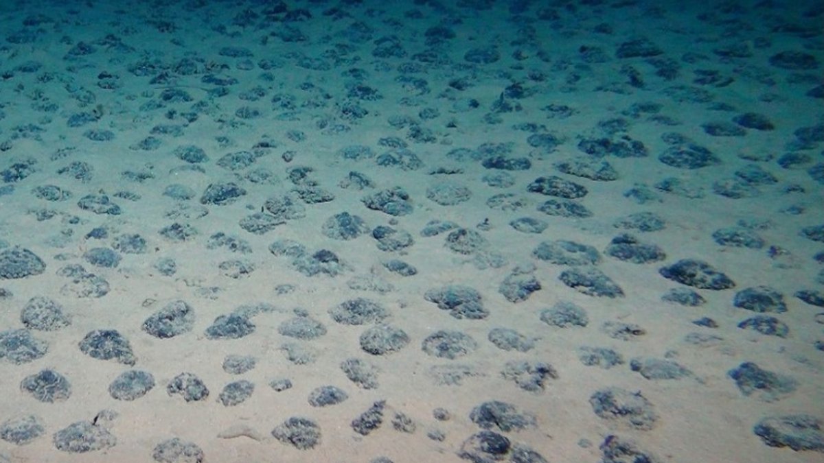 Wat zijn de gevolgen van diepzeemijnbouw voor het ecosysteem van oceanen? Een team van Nederlandse onderzoekers gaat die in kaart brengen en dat is volgens hen hard nodig h2owaternetwerk.nl/h2o-actueel/on…