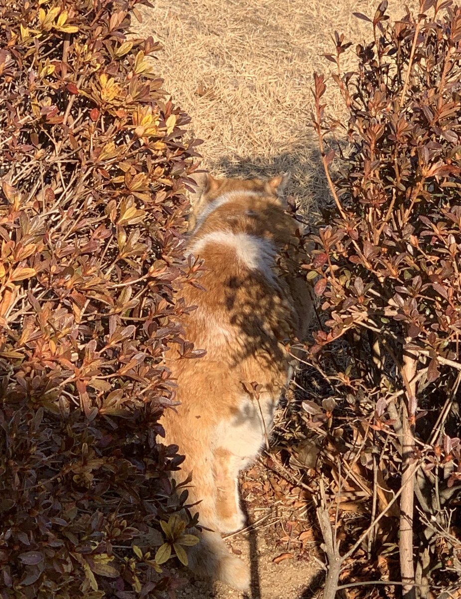 #AdeleDoubt

오늘도 수고하셨습니다🎵
12시가 지나버려서 어제의 출근곡이 된 아르마딜로
그리고 잠깐 나왔다가 마주친 고양이(엉덩이)를 공개합니다 좋은 꿈 꾸세요 ^ㅁ^)/ 넝