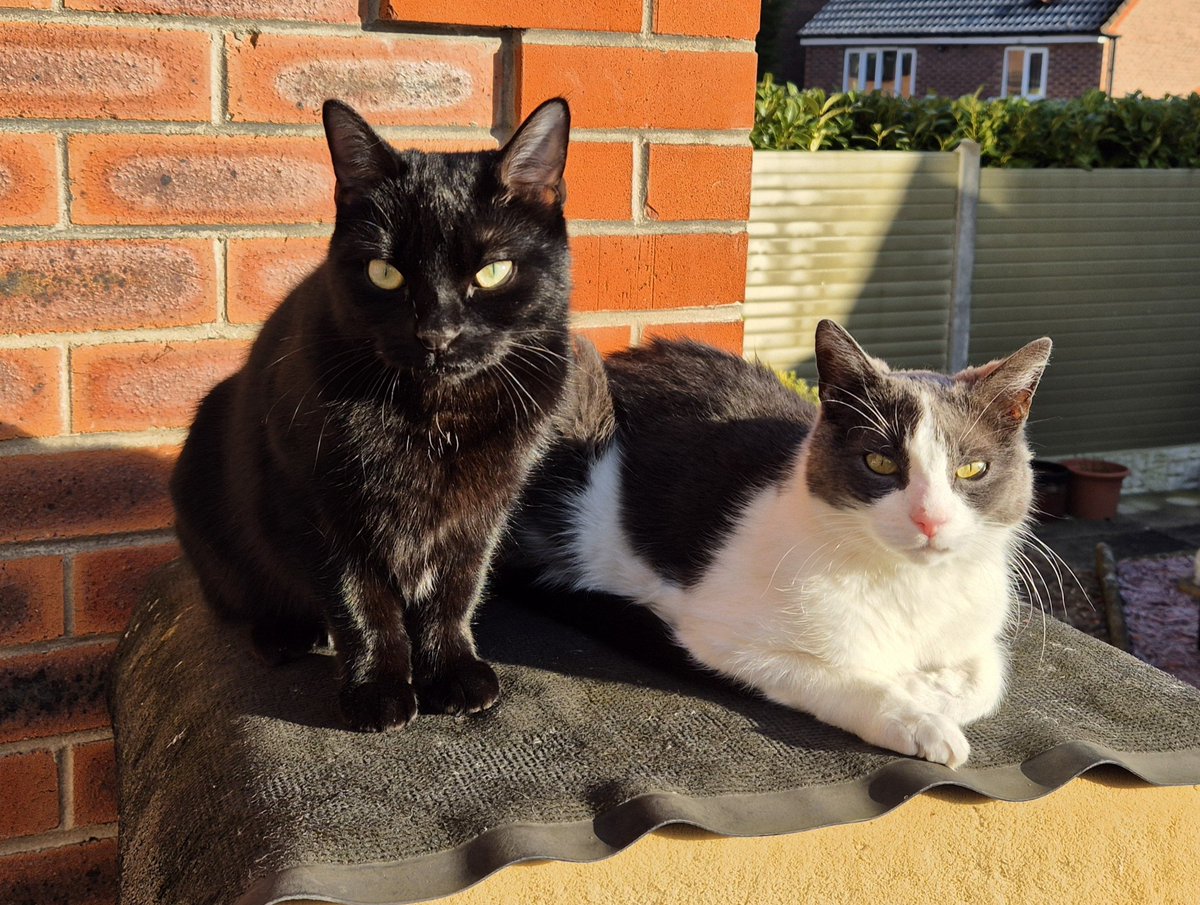 My two boys enjoying the sun on the top of the bin! Unusual that they actually spared a space!