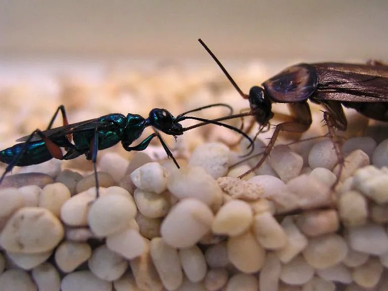 LRGSBiology (@lrgsbiology) on Twitter photo Mr Millatt’s favourite animals on the day <a href="/chesterzoo/">Chester Zoo</a> The Giant Hooded Katydid and a Jewel Wasp #biology Mr Millatt’s favourite animals on the day <a href="/chesterzoo/">Chester Zoo</a> The Giant Hooded Katydid and a Jewel Wasp #biology