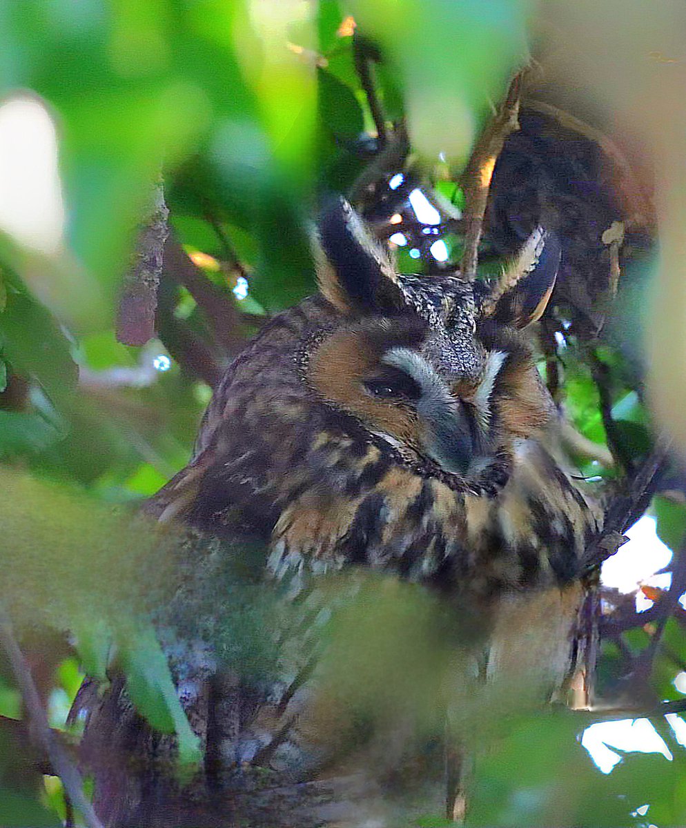 SFWilson@birder (@sfwilsonbi23867) on Twitter photo Deeping Lakes this morning! Long Eared Owl, one of two showing well.
<a href="/Lincsbirding/">Lincsbirding</a> <a href="/LWTWildNews/">LWT Wild News</a> <a href="/BTO_Lincs/">BTO Lincolnshire</a> Deeping Lakes this morning! Long Eared Owl, one of two showing well.
<a href="/Lincsbirding/">Lincsbirding</a> <a href="/LWTWildNews/">LWT Wild News</a> <a href="/BTO_Lincs/">BTO Lincolnshire</a>