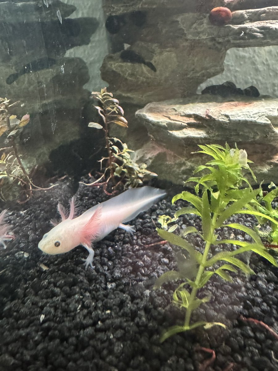 derKavka tweet media