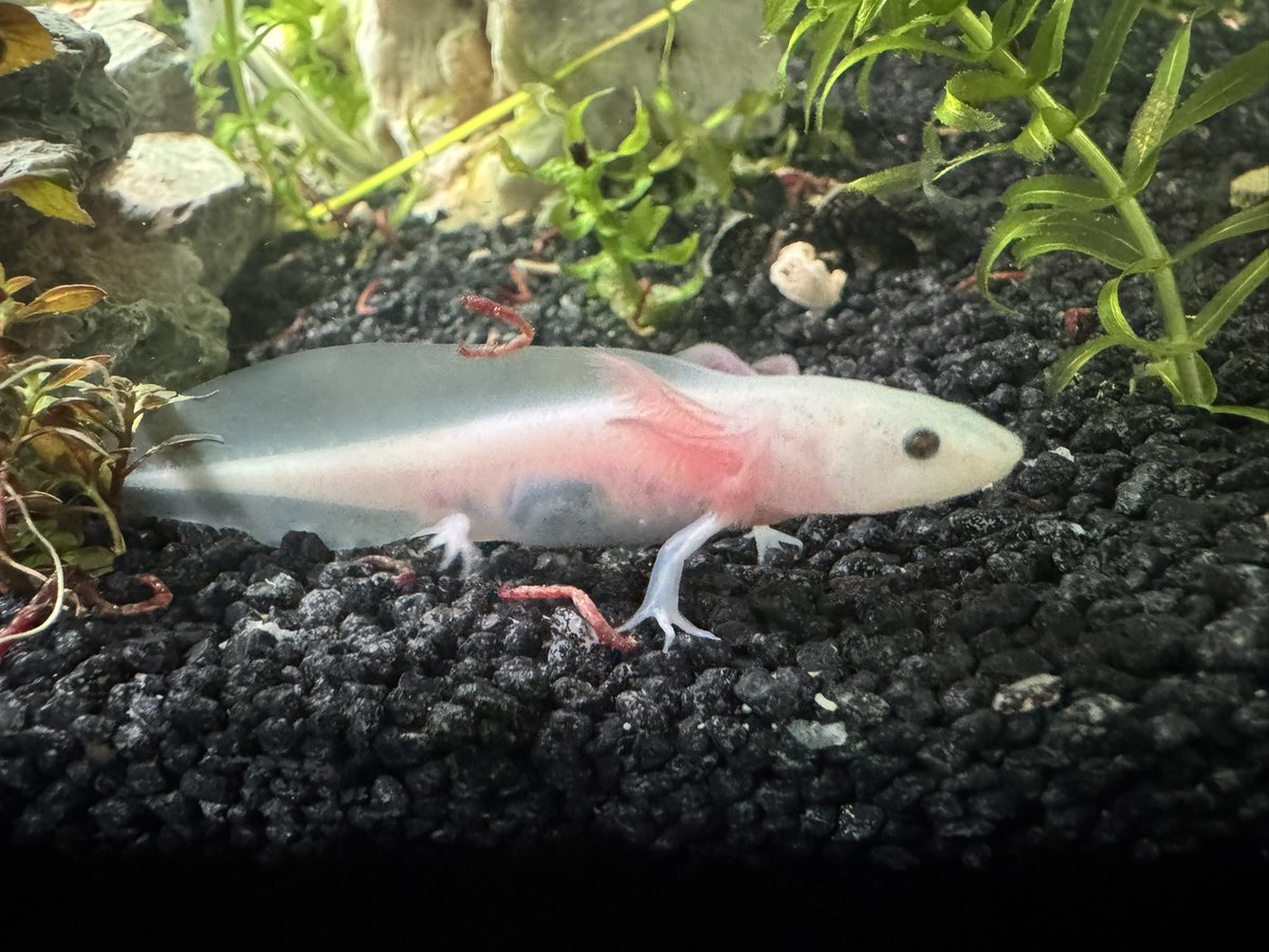 derKavka tweet media