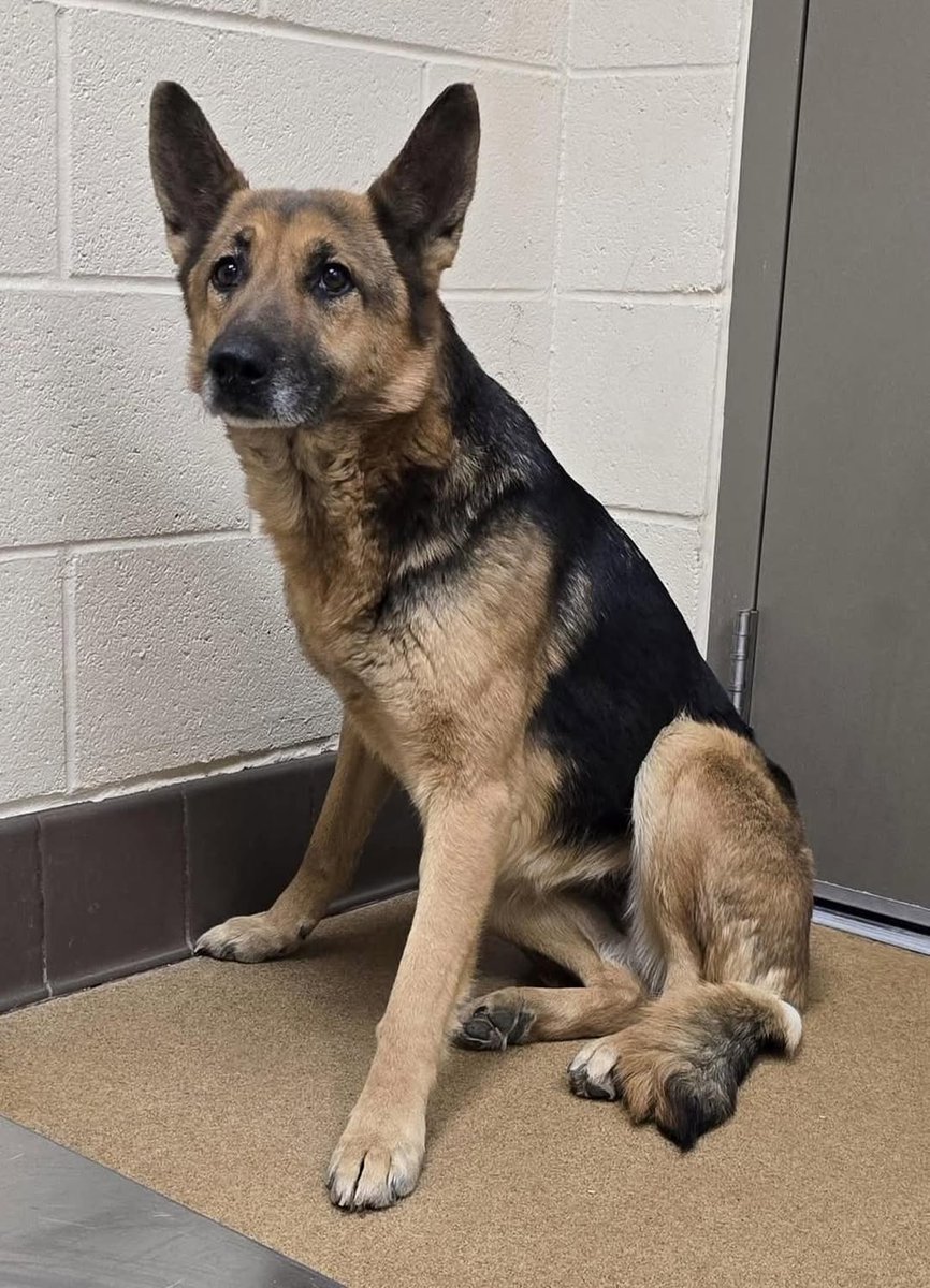 Keith Olbermann's Dogs tweet media