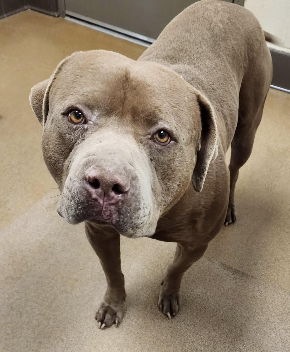 Keith Olbermann's Dogs tweet media