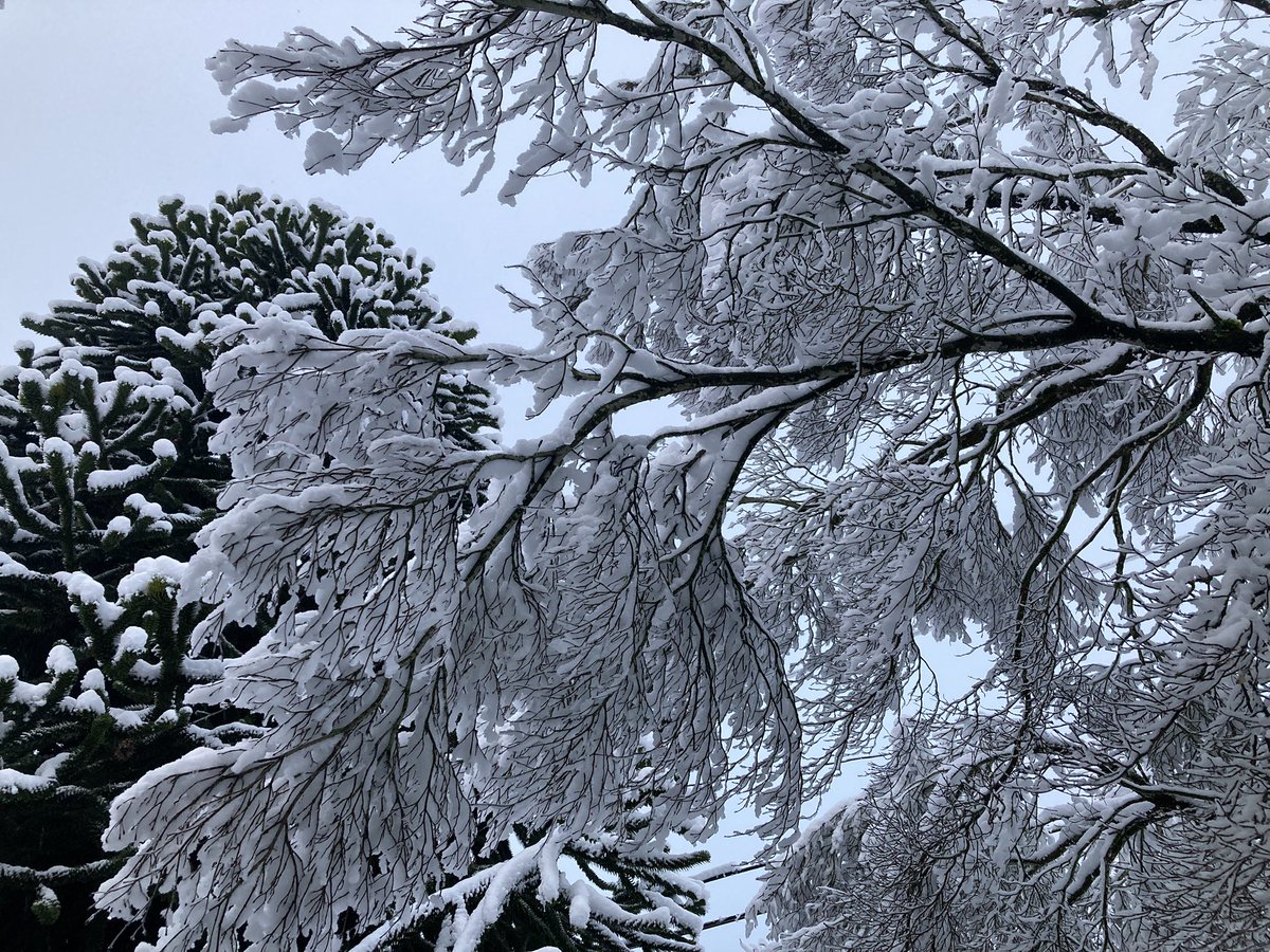 HRrob's tweet image. Snow on Dogwood and Spike the Monkey Puzzle Tree. Northeast Seattle.
#seattlesnow #seattlewashington  #pnw #weather #snow #PacificNorthwest #tree #Seattle 
@ShannonODKOMO @wheeler244 @AmyBonaduce @Ginger_Zee @tommclaren1 @Michelerundgren @NatHeathirPhoto