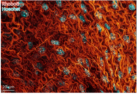 Out today! A versatile glycan binding dye (Rhobo6) for labeling the extracellular matrix in living tissues and organisms from the Pedram lab. nature.com/articles/s4159…