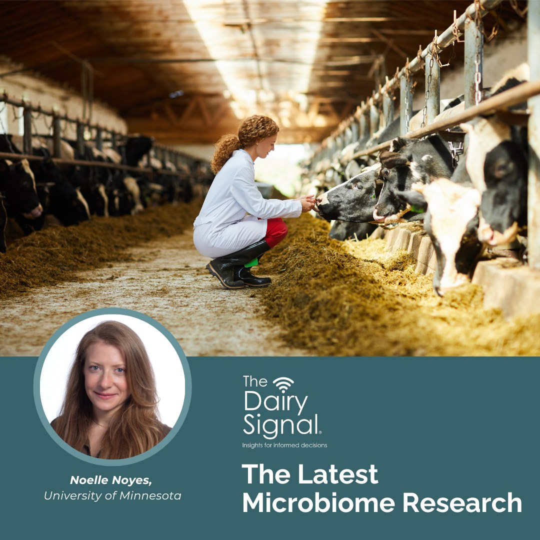 A cow’s microbiome is crucial for digestion and health. Join Dr. Noelle Noyes from the University of Minnesota on The Dairy Signal as she shares new research on microbiomes and their impact on dairy health. Discover more: mediasiteconnect.com/site/pdpw-dair…