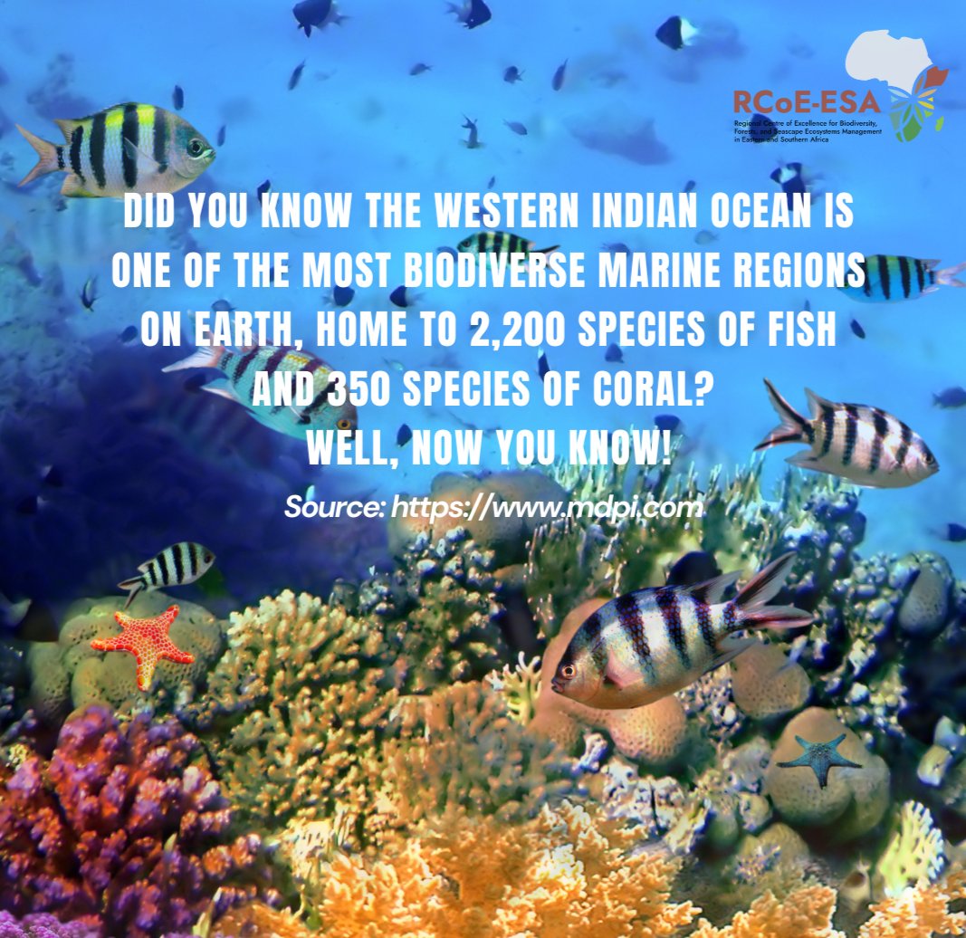 RCoE_ESA's tweet photo. 🌊 Oceans are the lifeblood of marine ecosystems, supporting biodiversity, regulating climate, &amp; sustaining livelihoods. Let's protect and conserve our oceans for a healthier planet! 🌍💙

#MarineBiodiversity #protectouroceans  #WesternIndianOcean #RCoE #DataForConservation 

^AS https://t.co/JgeBs6DeON