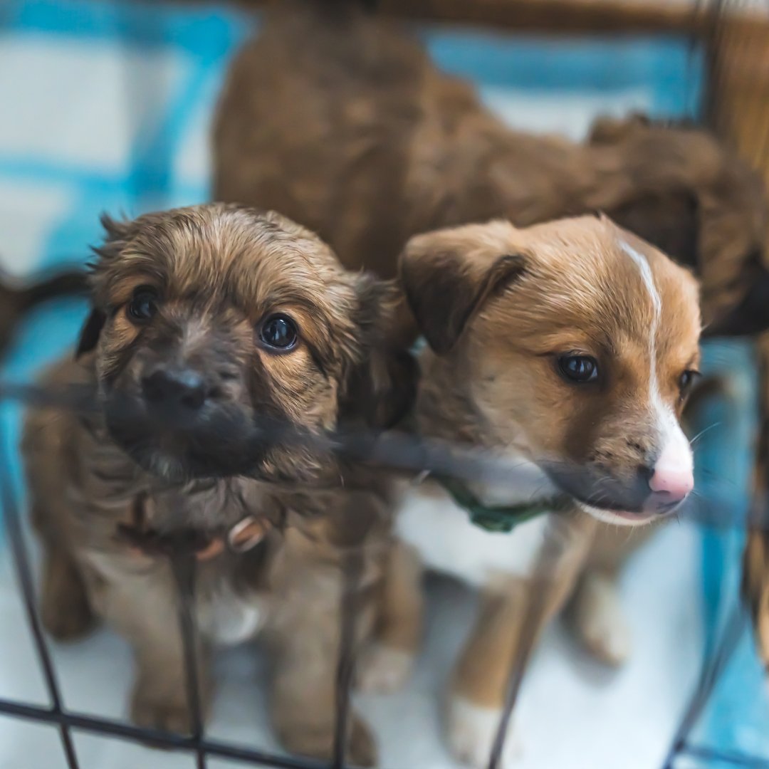 SPA_Officiel's tweet photo. L’année 2024 a marqué une avancée historique : l’interdiction de la vente de chiens et de chats en animalerie, actée par le vote de la loi du 30 novembre 2021. Cette étape majeure a été rendue possible grâce à la mobilisation des associations de protection animale et à votre soutien.

Cependant, malgré ces progrès, certains animaux restent oubliés par la législation. C’est notamment le cas des NAC (nouveaux animaux de compagnie, comme les lapins, hamsters...), dont la vente reste autorisée en animalerie. Par ailleurs, la vente de chiots et de chatons dans les salons continue d’encourager les achats impulsifs, souvent à l’origine d’abandons par la suite.

Parce qu’un animal n’est pas un objet, la SPA se mobilise à nouveau pour que plus aucun animal ne soit oublié par la loi.

Rejoignez notre combat : https://t.co/EDm0o8oZ9m