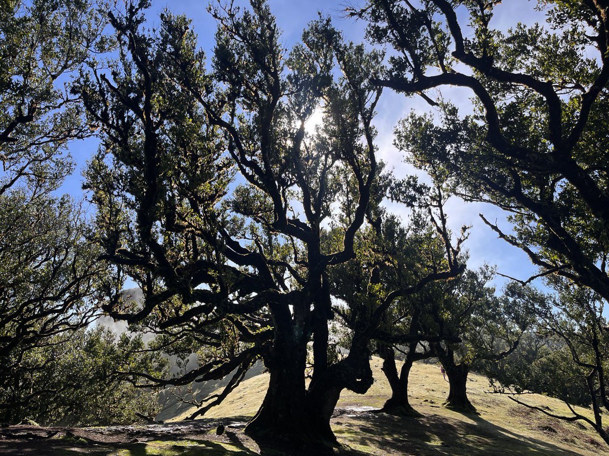 reflectionwalks's tweet image. They cast shadow. They are full of life. They absorb sunlight. Trees have some similarities with humans. They live and have a biography. But they can't move from their home-spot. Unlike humans. Here, human biographies become quite interesting. Decisions we take, moves we make.…