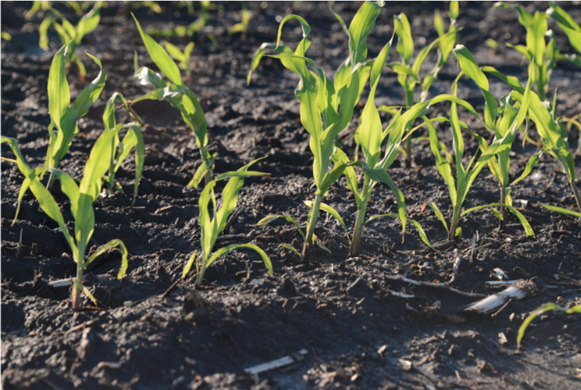 Thunder Seed tweet media