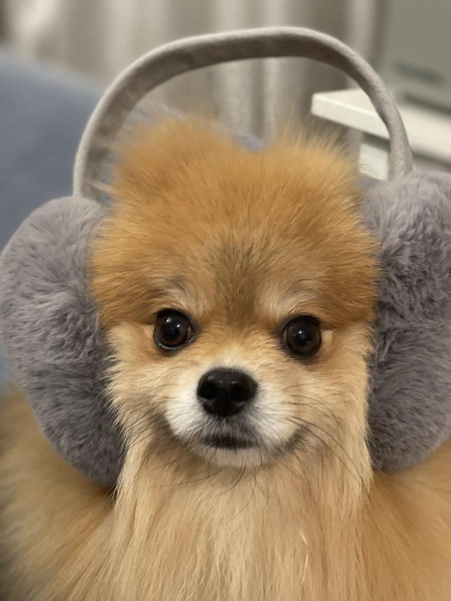 meimeidaisky's tweet photo. 耳あったかいぬ
#pomeranian #ポメラニアン #ポメスタグラム #犬のいる暮らし #ポメラニアンが世界一可愛い #dog #ポメラニアン大好き #ポメラニアンのいる暮らし https://t.co/JbXMl9rxB2