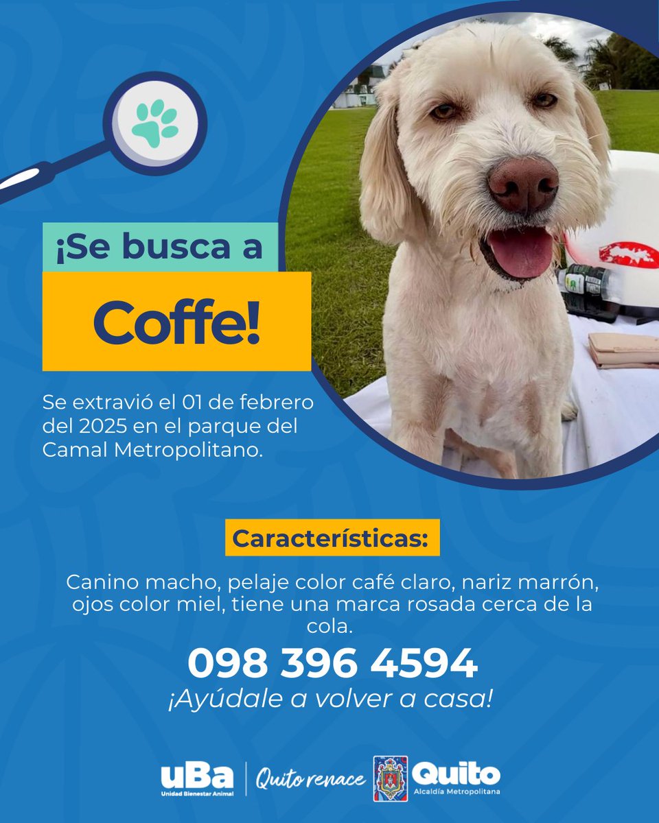 UBAQuito's tweet photo. 📣 #AlertaMePerdí | Tu ayuda puede marcar la diferencia. ¡Únete a la búsqueda y comparte! Juntos podemos darle un final feliz 🏡.

#QuitoRenace
@pabelml https://t.co/4lsYkquIMV