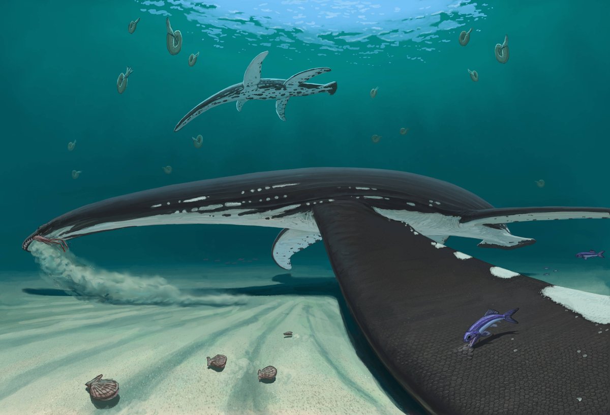 Here is the fantastic reconstruction of the newly studied plesiosaur in Current Biology: cell.com/current-biolog…

Our research demonstrated that some plesiosaurs were scaled and scale-less in different regions of the body!