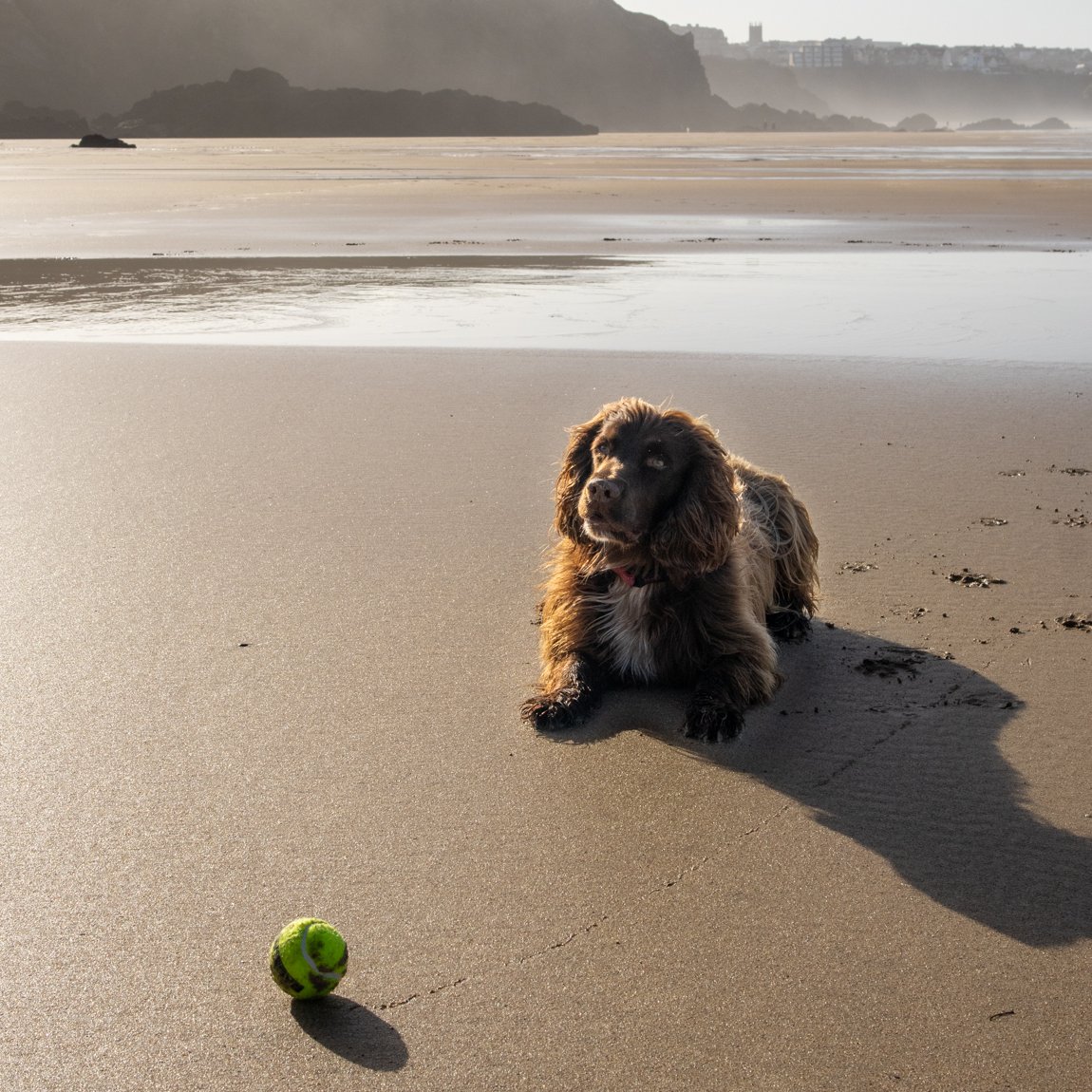 Chewy enjoyed last weeks lunchtime low tide and sunny weather 🎾