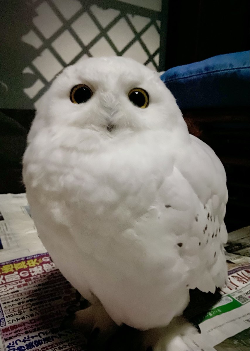 おめめらんらん🌕