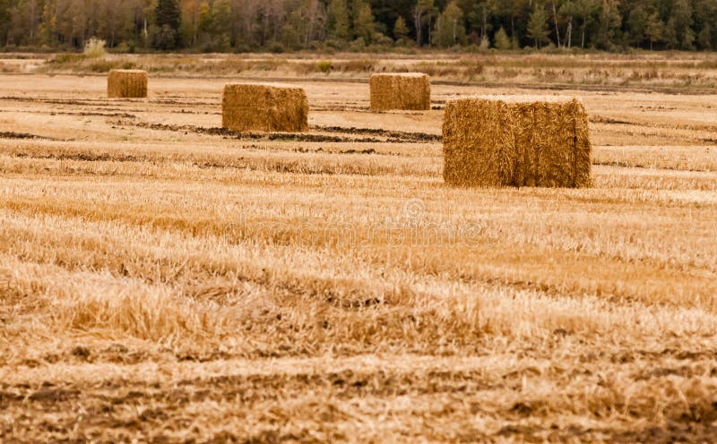 John (@jnocallaghan) on Twitter photo *****Give a #BaleOut*****
PLEASE support Catriona Lowry's Valentine's appeal for #HayNotRoses
Buy a Bale of Hay €6 for #HilltopSanctuary
More reasons to LOVE a NAG this Valentine's.
Helping Hungry Horses is a worthy #BaleOut
PPAL
catlowry54@gmail.com
Revolut
087 9237375 *****Give a #BaleOut*****
PLEASE support Catriona Lowry's Valentine's appeal for #HayNotRoses
Buy a Bale of Hay €6 for #HilltopSanctuary
More reasons to LOVE a NAG this Valentine's.
Helping Hungry Horses is a worthy #BaleOut
PPAL
catlowry54@gmail.com
Revolut
087 9237375