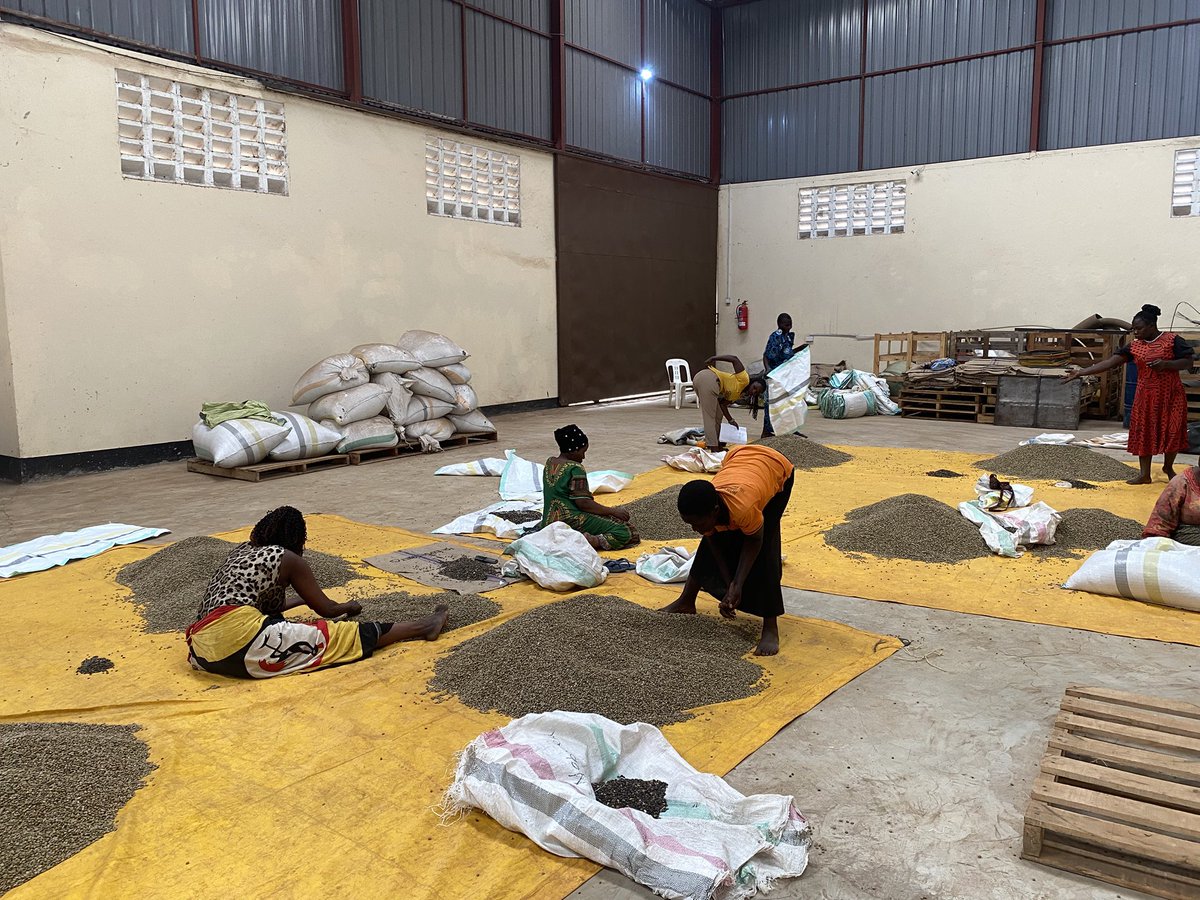 Women empowerment in the coffee value chain needs to be given attention and as a young coffee farmer and dealer I have started with the little i can 
Below are some of the women we work with  to help in color sorting after grading as we make our coffee ready for export