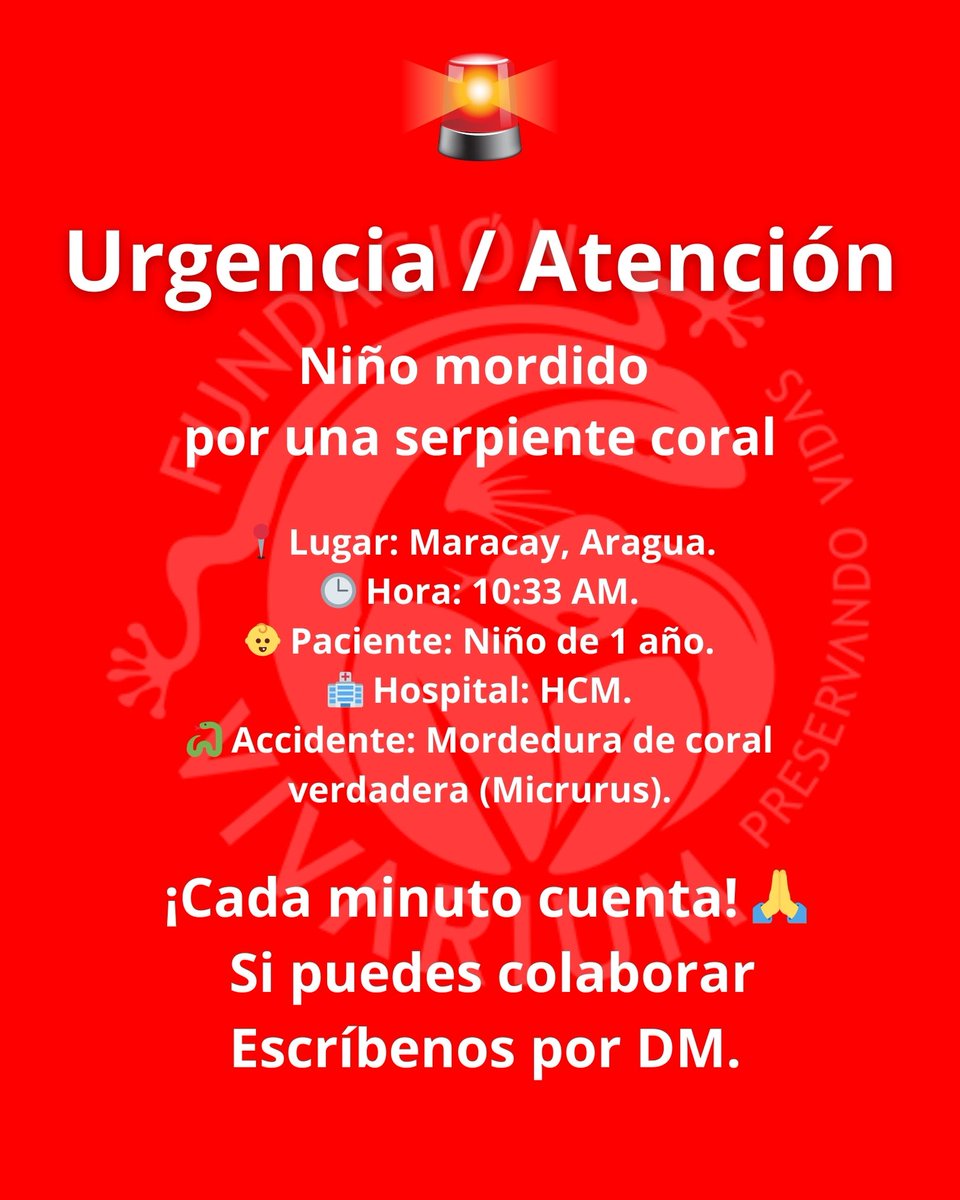 🚨 URGENTE | Niño mordido por una coral verdadera 

📍 Maracay, Venezuela | Un pequeño de 1 año fue mordido por una Micrurus y necesita antídoto específico

Estamos movilizando ayuda. Si puedes colaborar, escríbenos por DM🙏
Cada minuto cuenta. RT para difundir. ❤️ #Emergencia