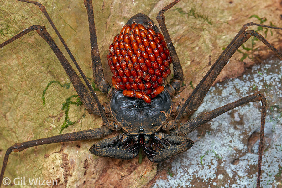 wizentrop's tweet photo. Whip spider (Paraphrynus laevifrons) covered with chloropid fly puparia. The parasitoid fly attacks the eggs carried by the female. When done, the maggots climb on the "childless" mom's back and pupate. She protects them during this period thanks to her motherly instincts. https://t.co/WxrXuDrU58