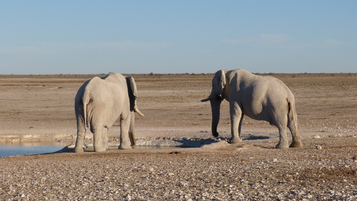 AfricainQu99614's tweet image. #Sérievoyages 
#Namibie 
#Bestioles