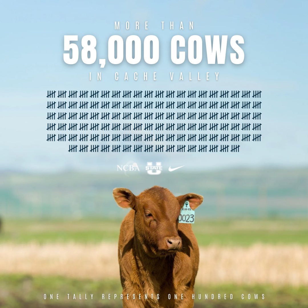 USUBaseball's tweet photo. Moo.🐄 https://t.co/vDD5KinYZe