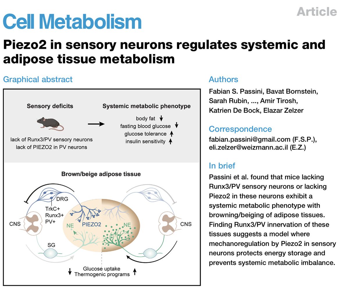 ZelzerLab (@zelzerlab) on Twitter photo Thrilled to see our paper now published <a href="/Cell_Metabolism/">Cell Metabolism</a> led by <a href="/FabianPassini/">Fabian Passini</a>: Piezo2 in sensory neurons regulates systemic and adipose tissue metabolism (1/5 🧵)
cell.com/cell-metabolis… Thrilled to see our paper now published <a href="/Cell_Metabolism/">Cell Metabolism</a> led by <a href="/FabianPassini/">Fabian Passini</a>: Piezo2 in sensory neurons regulates systemic and adipose tissue metabolism (1/5 🧵)
cell.com/cell-metabolis…