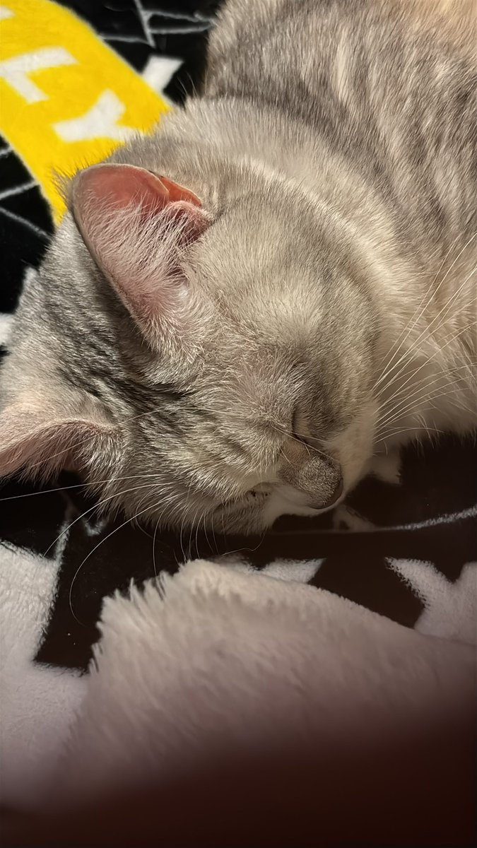 仕事お休みだし 風邪引いてるし 少しゆっくりと寝ようと思ってる本日…
一瞬ベッドから離れてもどってきたら
もも おもちが😍🥰
かわいすぎよ！あなたたち🫶🏻️もちろん未だくつろぎ中…
 #猫好きさんと繫がりたい 
 #ロシアンブルー #ミヌエット
 #大切な家族 #いつもありがとう