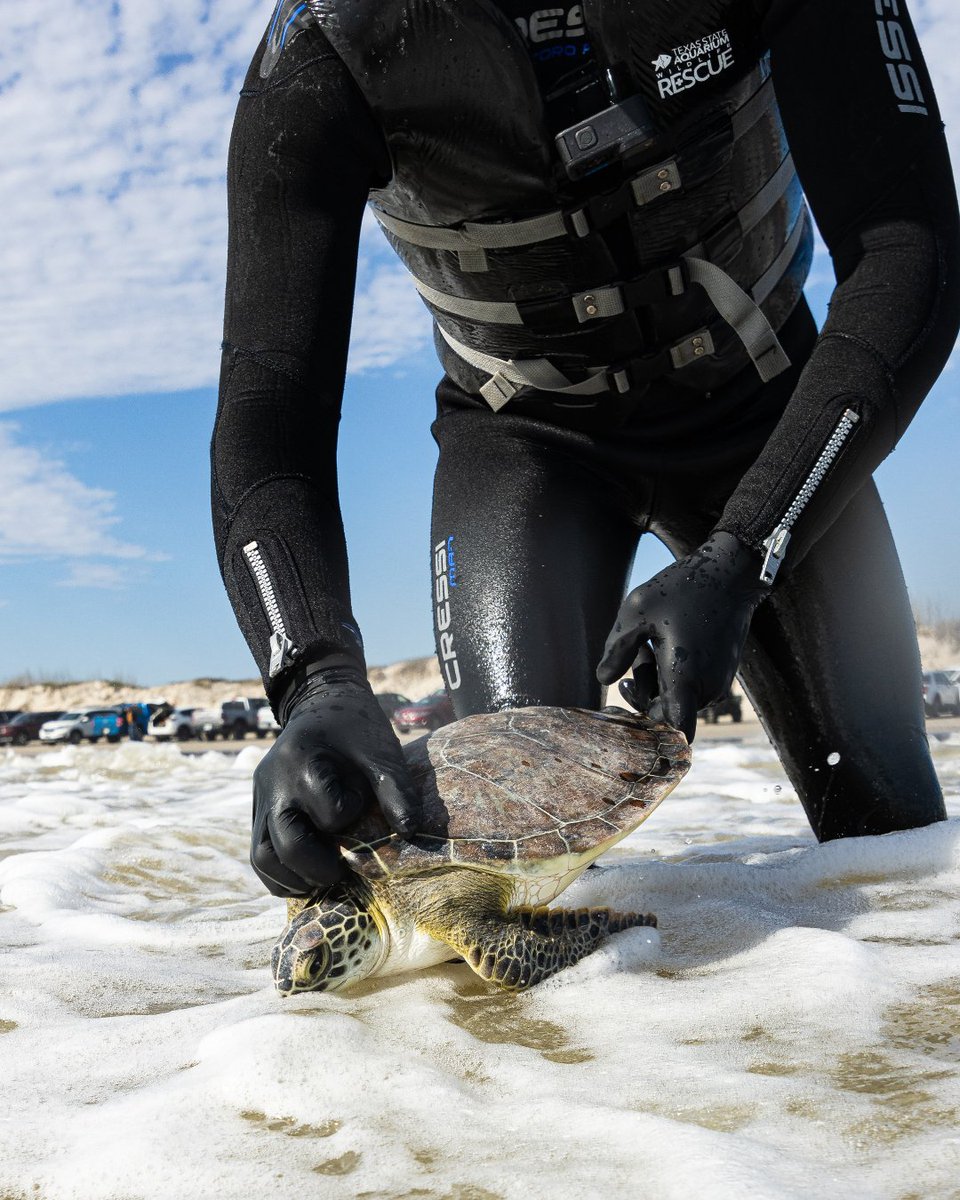 TXStateAquarium's tweet photo. Over 700 cold-stunned #seaturtles rescued and released back into the their natural habitat! 🐢💙 After two severe cold fronts in January, our #WildlifeRescue team worked hard to rehabilitate these #endangered turtles and get them back to their home. 
📰 📹 https://t.co/v0A3VLg8lz https://t.co/uZOIrTrCTu