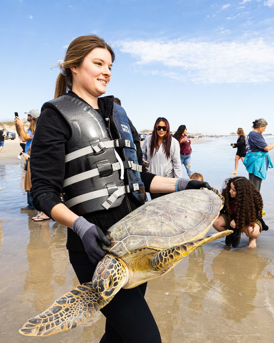 Over 700 cold-stunned #seaturtles rescued and released back into the their natural habitat! 🐢💙 After two severe cold fronts in January, our #WildlifeRescue team worked hard to rehabilitate these #endangered turtles and get them back to their home. 
📰 📹 bit.ly/40PdsuV