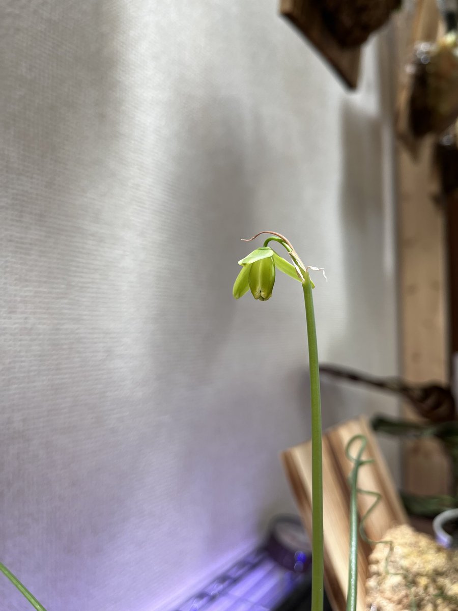 Kinose_kny's tweet photo. P. Banna#A
初の分岐した胞子葉🌿
どんな形になるかわくわく😊

アルブカスピラリスがこんな素敵な花が咲く子だとは思わなかったなぁ
これからも大切に育てよう✨
 #ビカクシダ  #アルブカスピラリス https://t.co/b3ciWlBp06