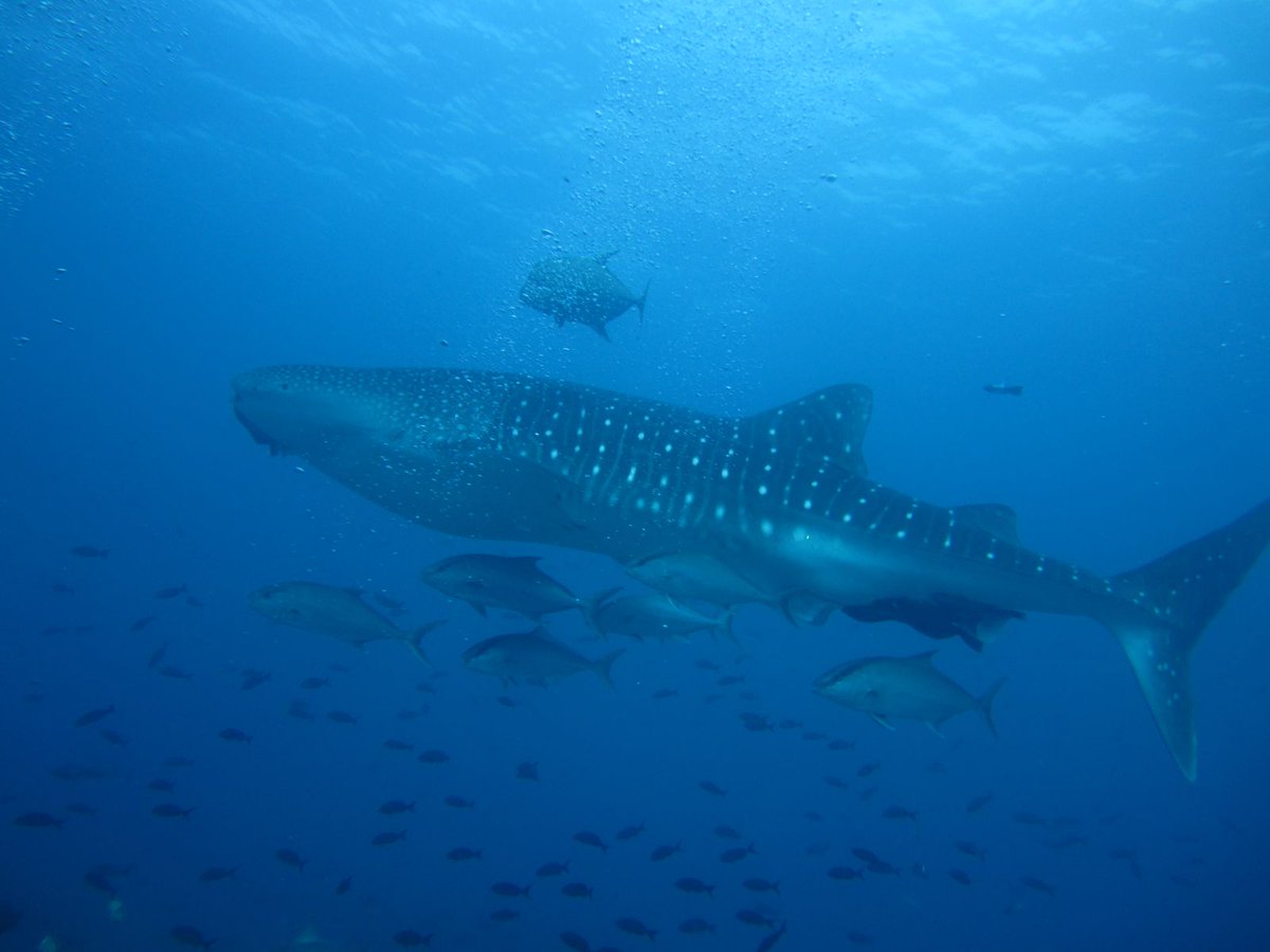 parquegalapagos's tweet photo. 📌Nuevas alianzas que impulsan la conservación del tiburón ballena en Galápagos 🐋➕🦈

La @USFQ_Ecuador y la empresa @MetroTouring han impulsan la conservación del tiburón ballena en Galápagos, combinando excelencia académica con experiencia en turismo responsable.

➡️ Este esfuerzo conjunto, desarrollado en coordinación con la Dirección del Parque Nacional Galápagos, se enmarca en el Galapagos Whale Shark Project, un innovador modelo de inversión en conservación. A través de técnicas avanzadas como la foto-identificación y el marcaje satelital, el proyecto rastrea los movimientos de los tiburones ballena desde su llegada al sur de las islas volcánicas hasta su posible desplazamiento por la costa continental. 

➡️ Este modelo de trabajo refuerza la importancia de la investigación científica como base para el desarrollo de un turismo sostenible en #Galápagos, garantizando la conservación de su biodiversidad y fortaleciendo la educación ambiental a nivel nacional e internacional. ✔️👏🏻