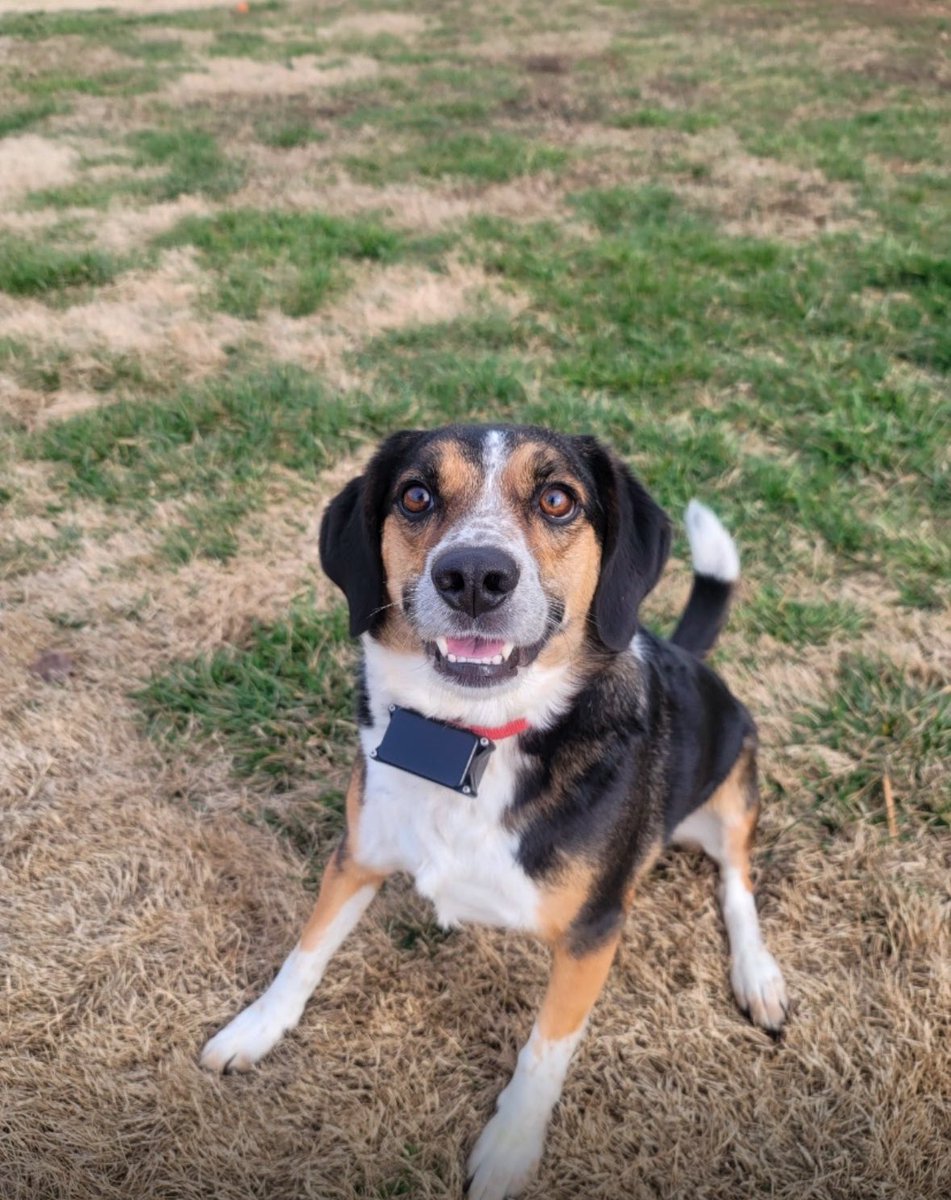 <a href="/joeimel/">Joe Imel</a> my dog has been missing over 24 hours. He has never been an outside dog and these storms will have terrified him. In the Plum Springs area/ Northridge Subdivision. His name is Remi. Currently just has a solid black collar on 😭 can you please share?