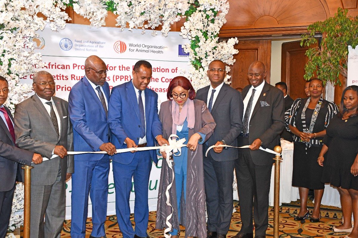 JosefaSacko's tweet image. The launch of Pan-African Program for Eradication of Peste des Petits Ruminants ( #PPR ) &amp;amp; the Control of Other Priority Small Ruminant Diseases under theme "Uniting Africa for a PPR-Free Future." This is a historic moment for Africa 
@au_ibar 
@AU_DARBE 
youtube.com/watch?v=7Xhwuq
