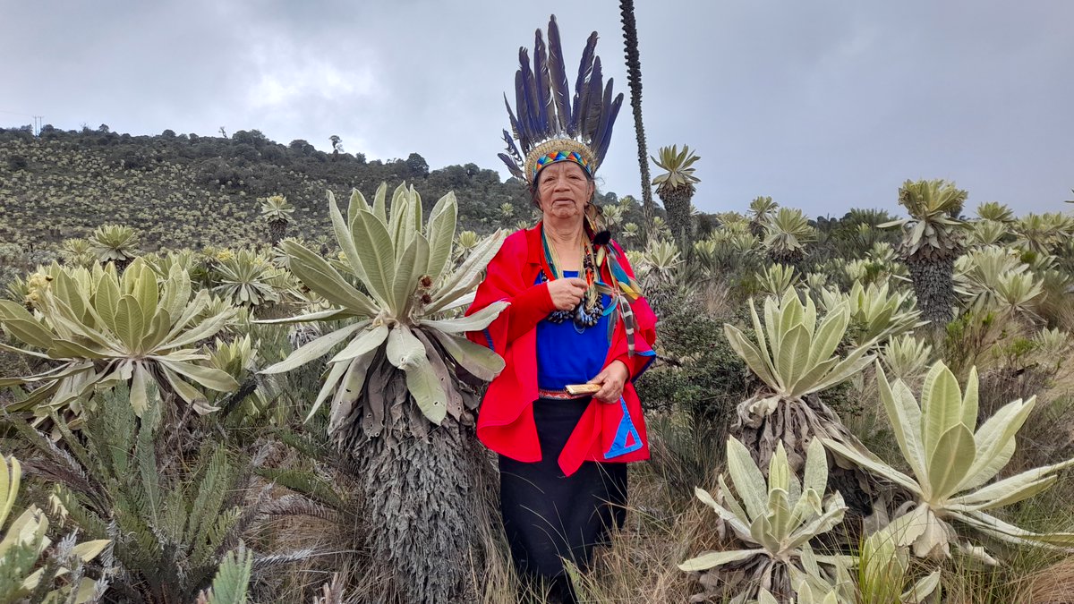 agendapropiaap's tweet photo. 💧| Desde el páramo Bordoncillo (#Putumayo 🇨🇴), Mamita Francisca Cruz Jacanamejoy Muyuy, del pueblo indígena Inga, le canta al Iaku (agua) y armoniza su espíritu con remedios ancestrales. 🌿
📄 Lee el relato "El espíritu del Iaku".
👉 https://t.co/kUO4wrvXmR
#Asomi https://t.co/qAM7ofE6VI