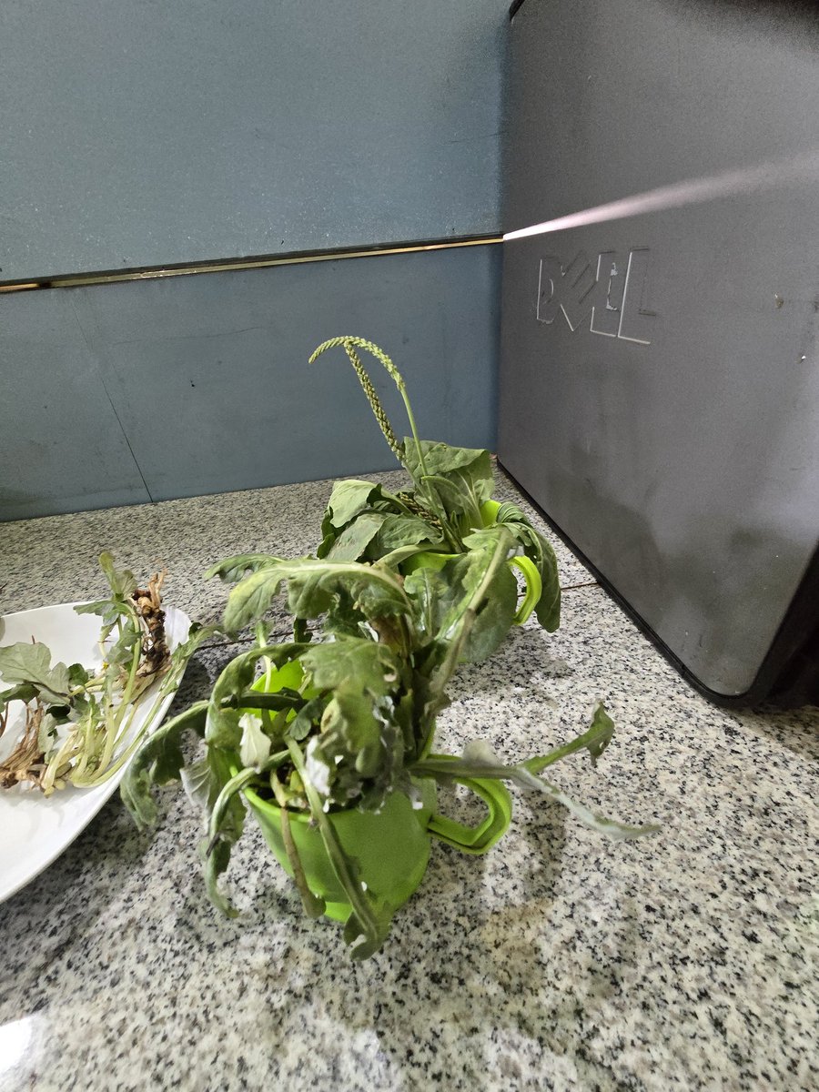 afeworkkassu's tweet photo. Visit to #FirdowsTraditionalMedical & #AddictionRehabilitationCenter in #Furi, #Sheger, #Ethiopia.
A practical move to support #TraditionalMedicine as an alternative to #ModernMedicine via research on #Safety & #Efficacy.
@FMoHealth
@AHRI_ETH
@MekdesDaba
@frehiwot_a82101
@WHO https://t.co/gk7FxXjaZY