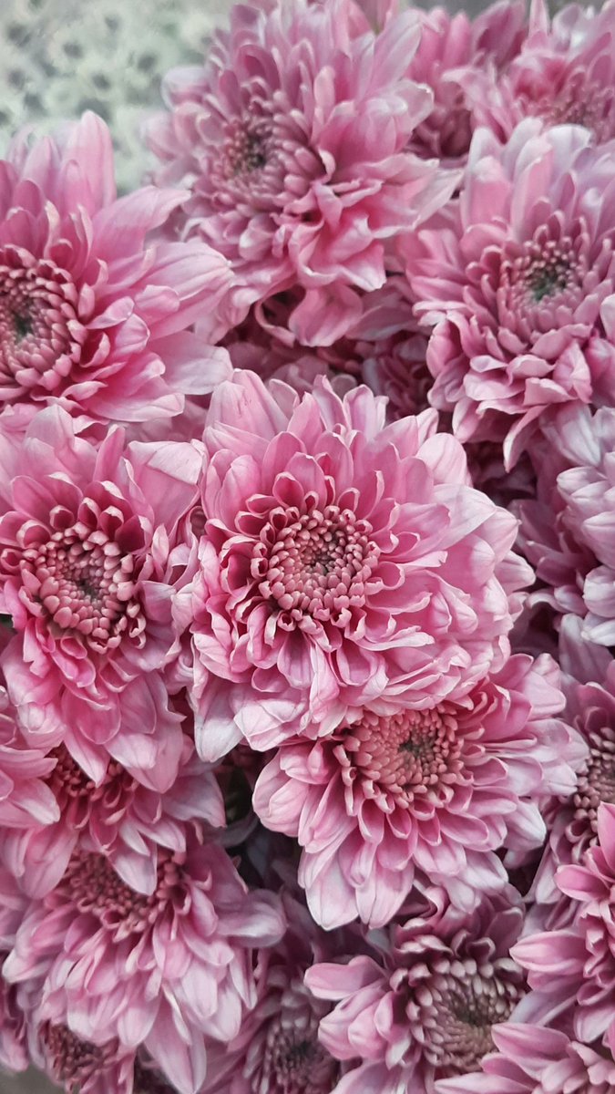 mohitparmar1_'s tweet image. flowers