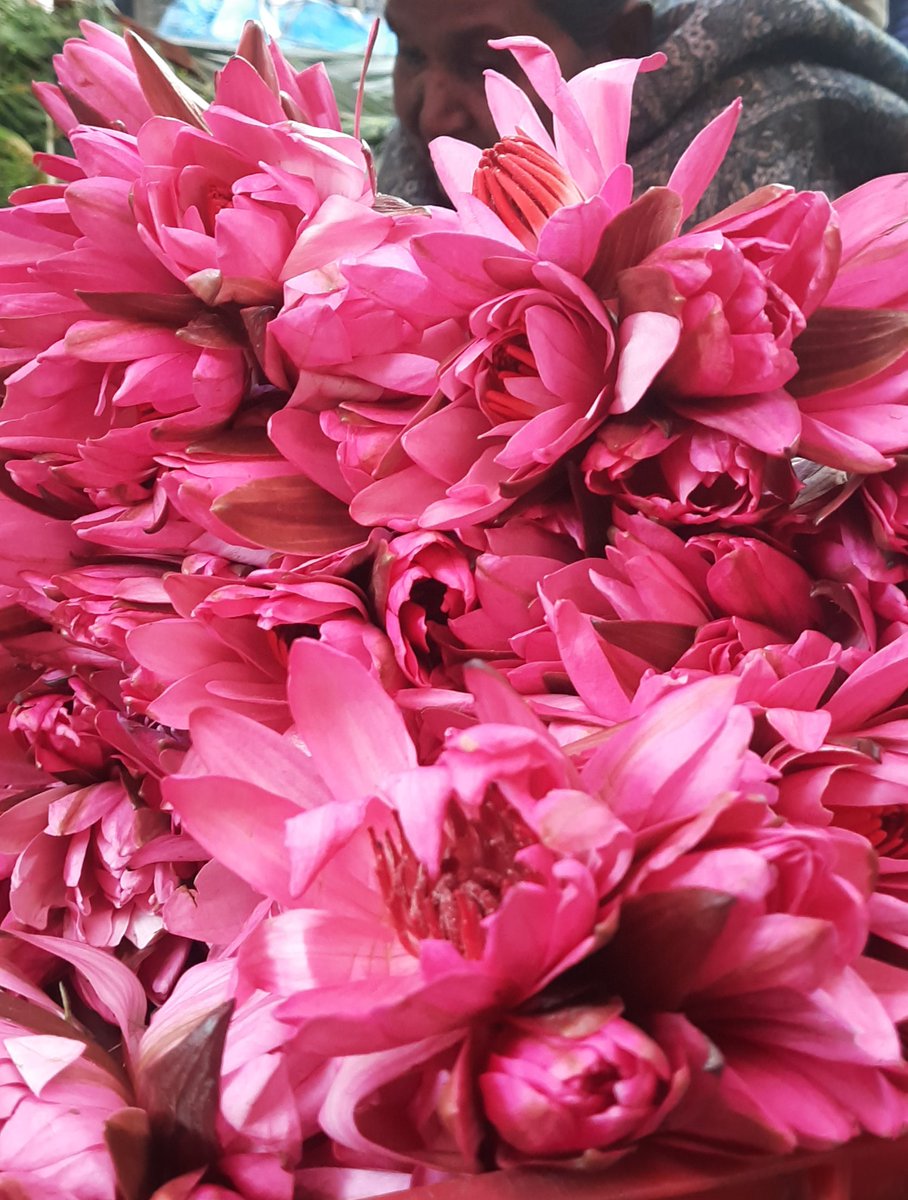 mohitparmar1_'s tweet image. flowers