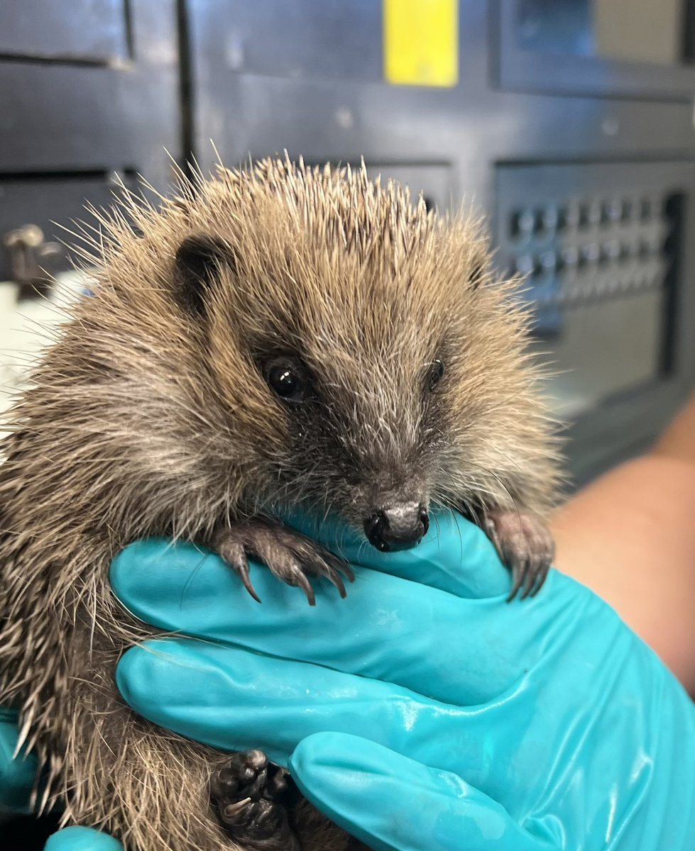 Prickles_Paws's tweet photo. Vernon has today completed his course of treatment and will soon be headed to an outside hutch to acclimatise before release 🙌🦔🐾

We are very lucky here in Cornwall that with our milder temperatures good weather windows for release are frequent. https://t.co/BU1K12wUCb