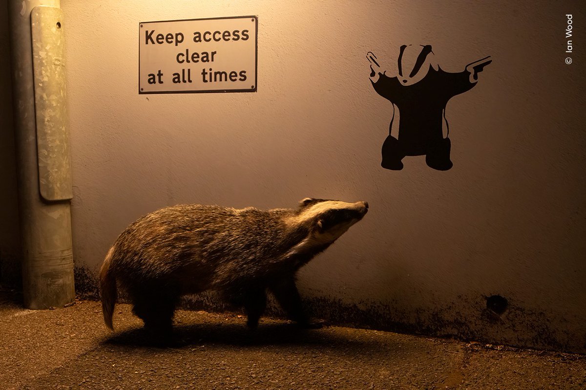 A massive congratulations to Ian Wood who has won the 2024 #WPYPeoplesChoice Award! 👏

Ian’s perfectly timed image captures the surreal moment an ambling Eurasian badger looks up at graffiti of a badger in St Leonards-on-Sea, England. 🦡