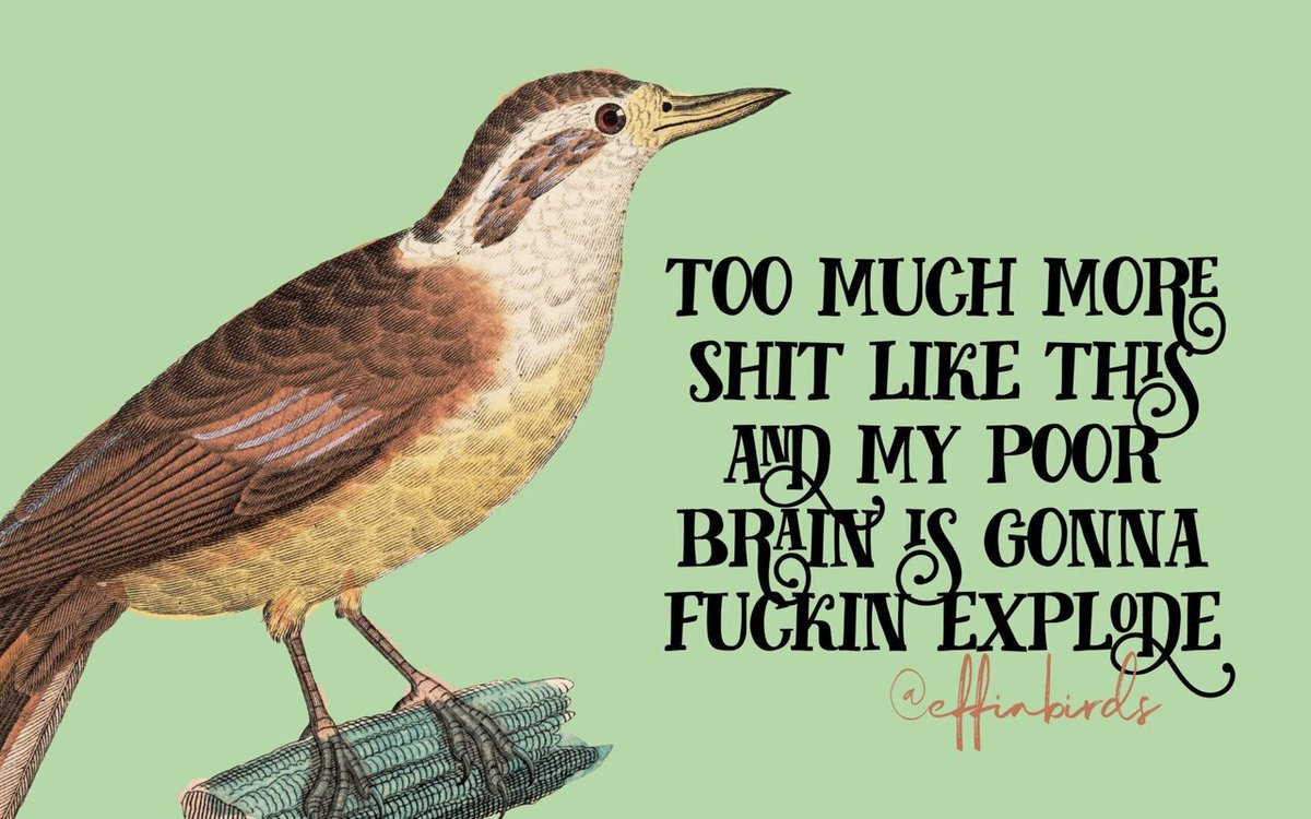 EffinBirds's tweet image. 