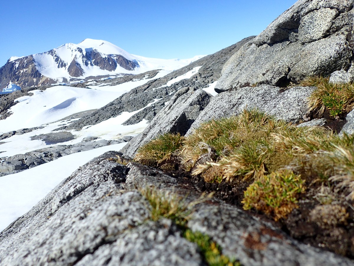 🗻 El conocimiento sesgado de la biodiversidad y el funcionamiento de los ecosistemas de la #Antártida dificulta su conservación

🐧 Un trabajo, coliderado por el #CSIC, propone estandarizar los métodos de estudio y la integración de los datos

👉 tiny.cc/3h29001