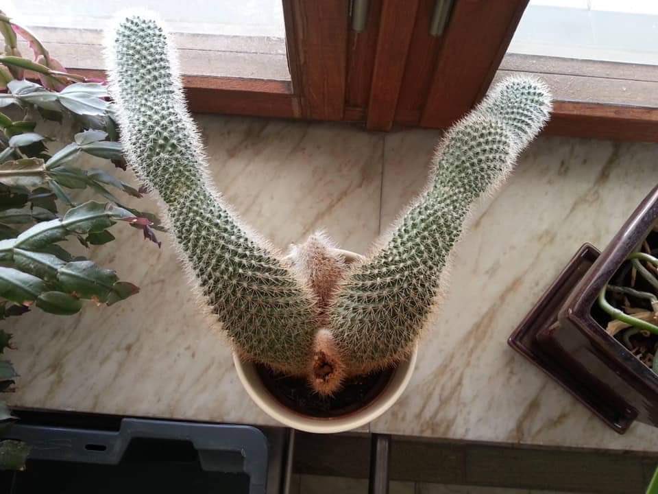 Dookie_Trousers's tweet photo. This cactus needs to calm TF down https://t.co/fOL7XyZffX